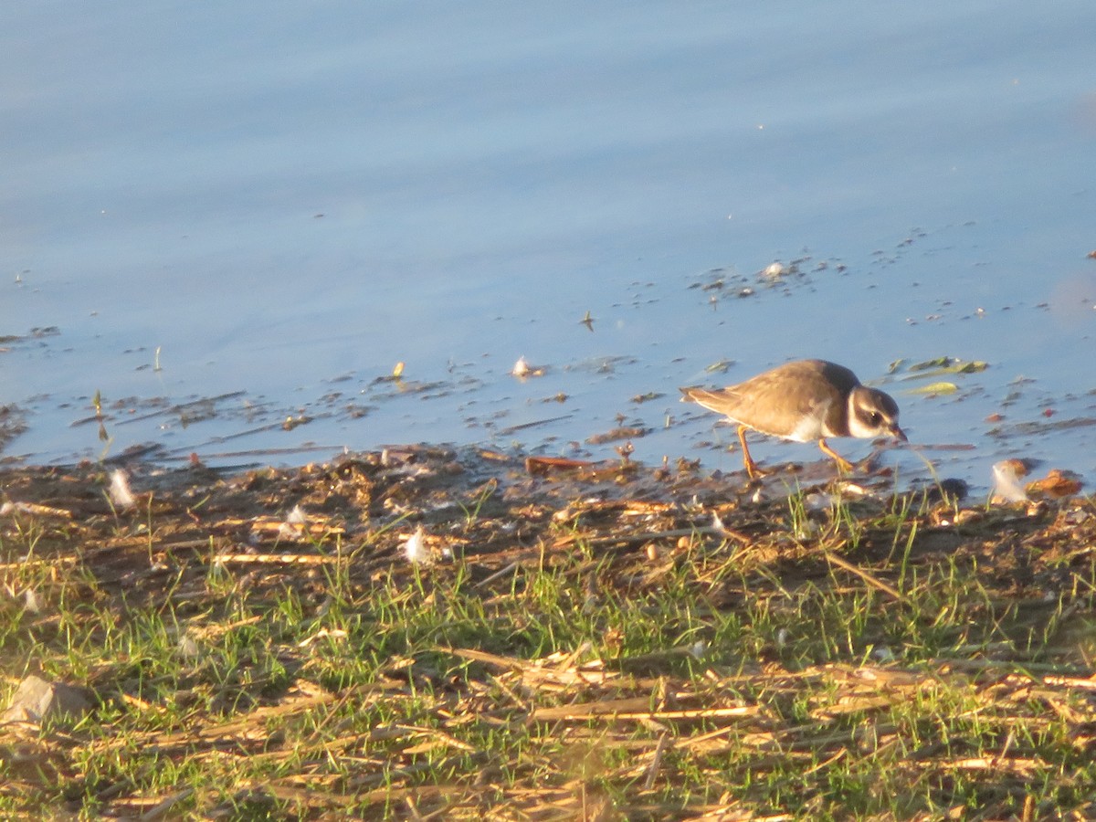 Semipalmated Plover - ML643677093