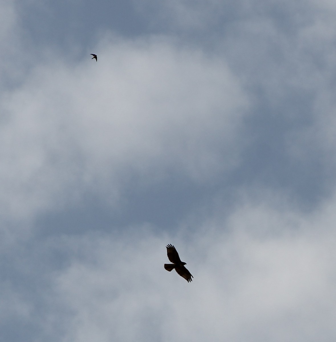 Red-tailed Hawk - ML643677095