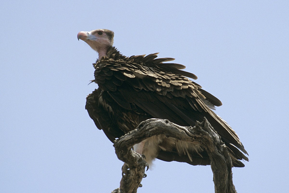 White-headed Vulture - ML643677100