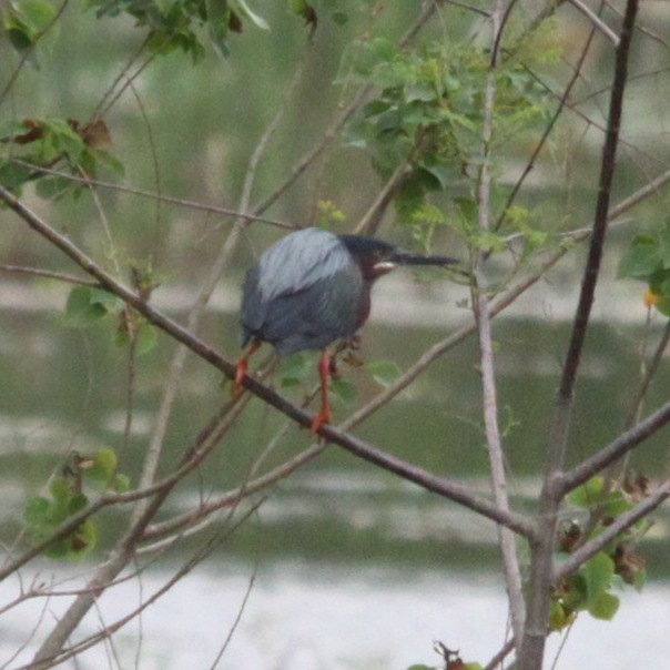 Green Heron - ML643677119
