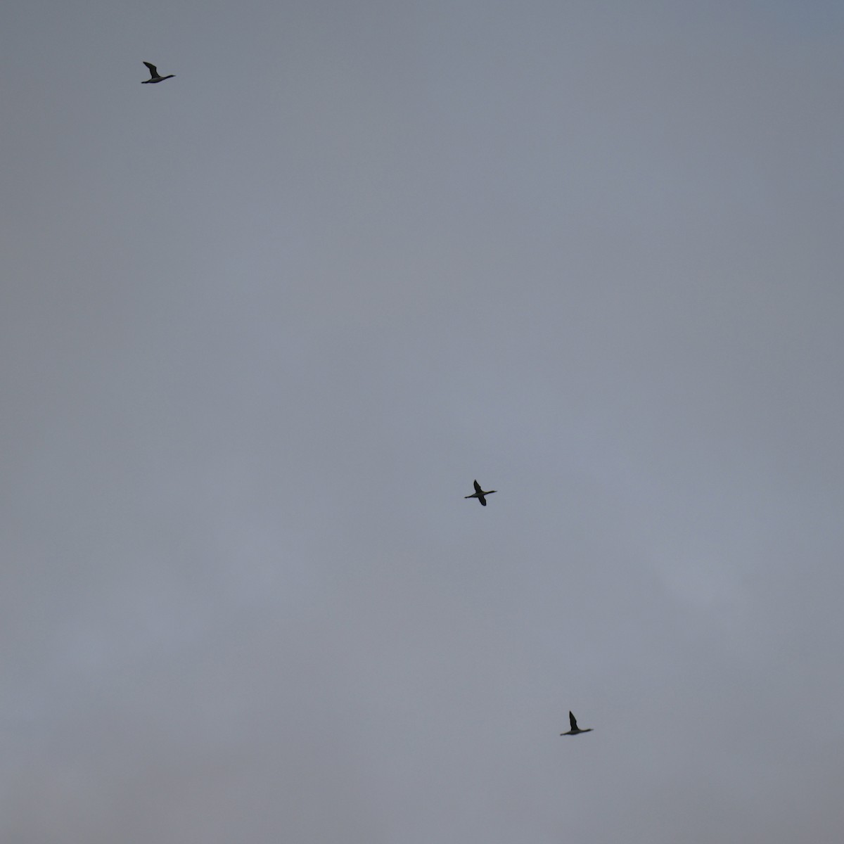 Red-throated Loon - ML643677162