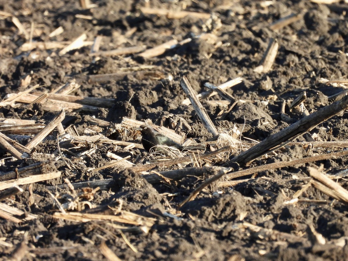 Brewer's Blackbird - ML643677165