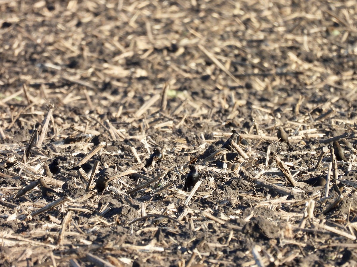 Brewer's Blackbird - ML643677168