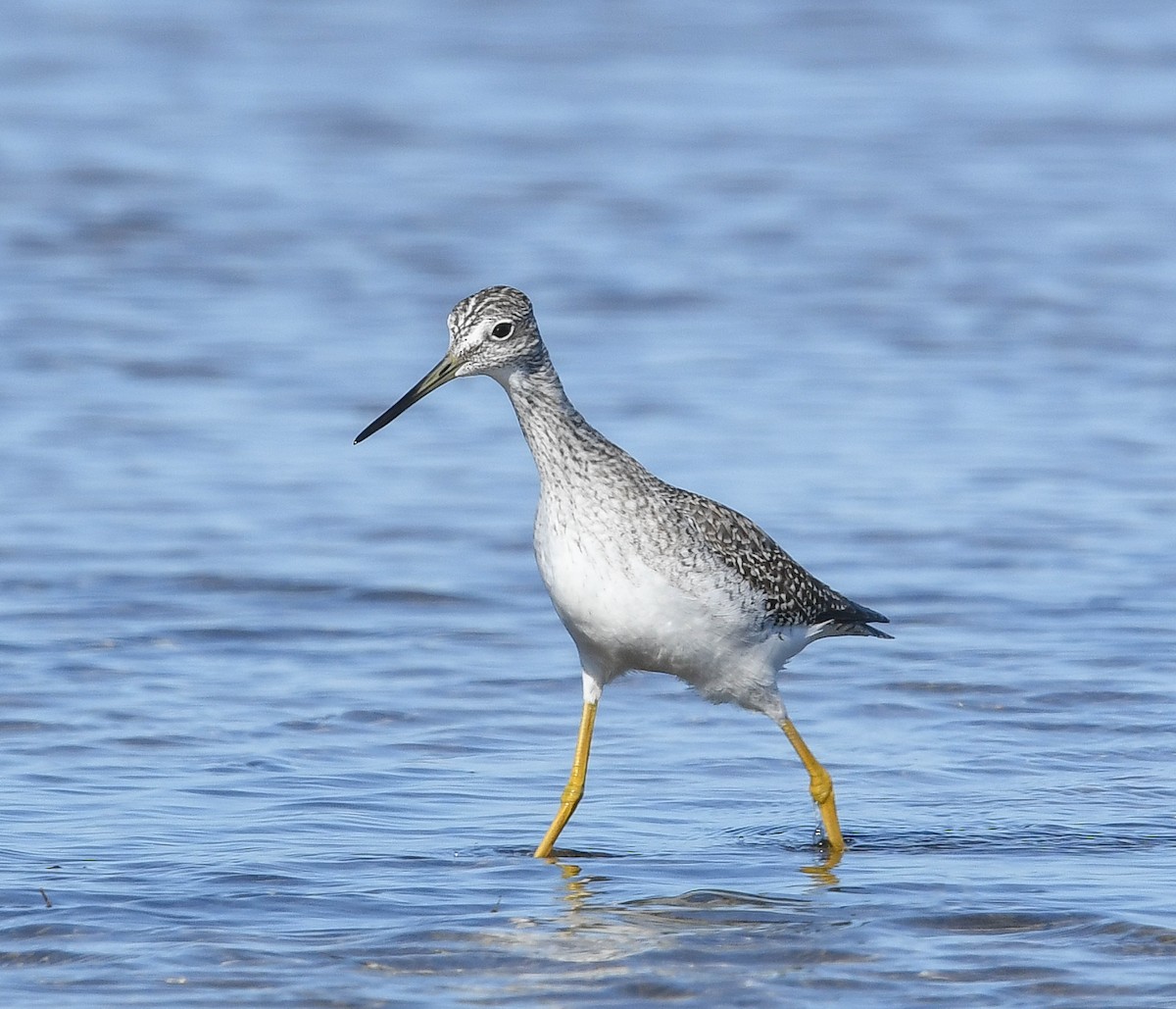 Greater Yellowlegs - ML643677175