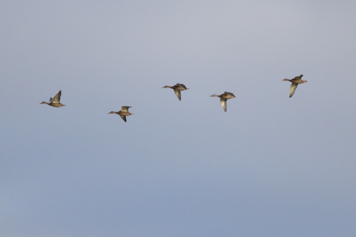 Canard colvert - ML643677176