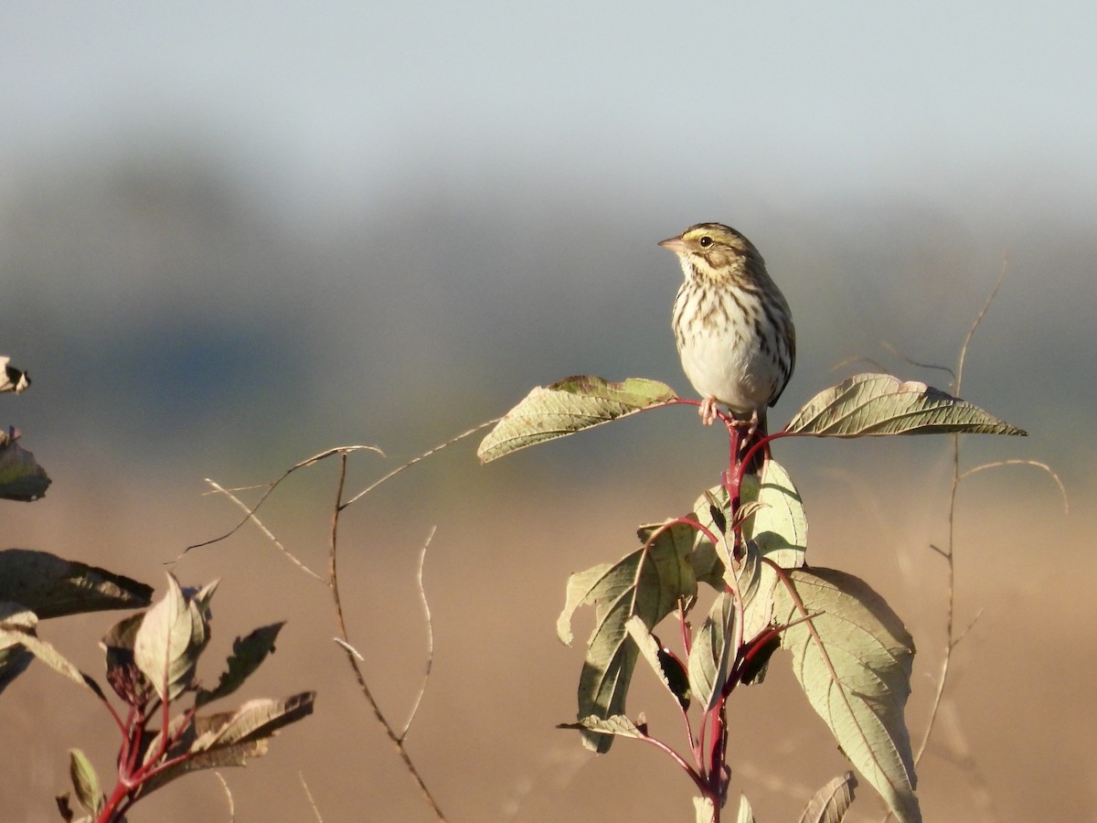 Savannah Sparrow - ML643677177