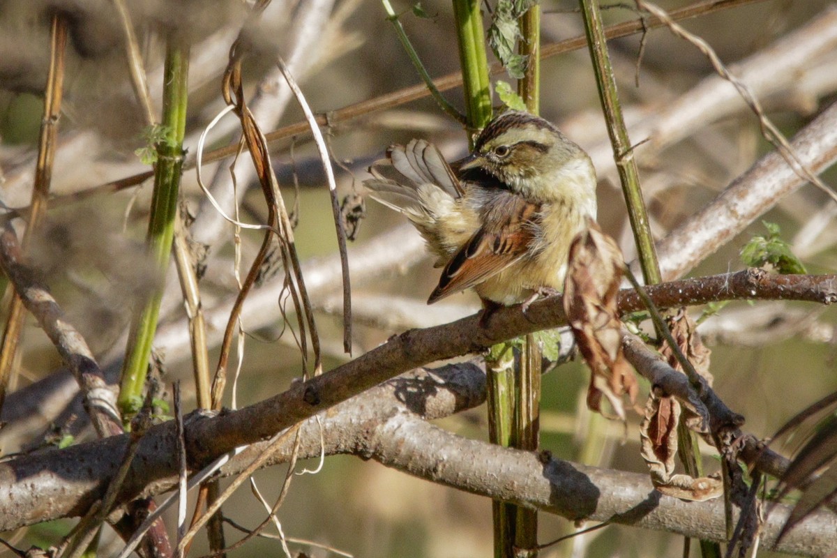 Swamp Sparrow - ML643677191