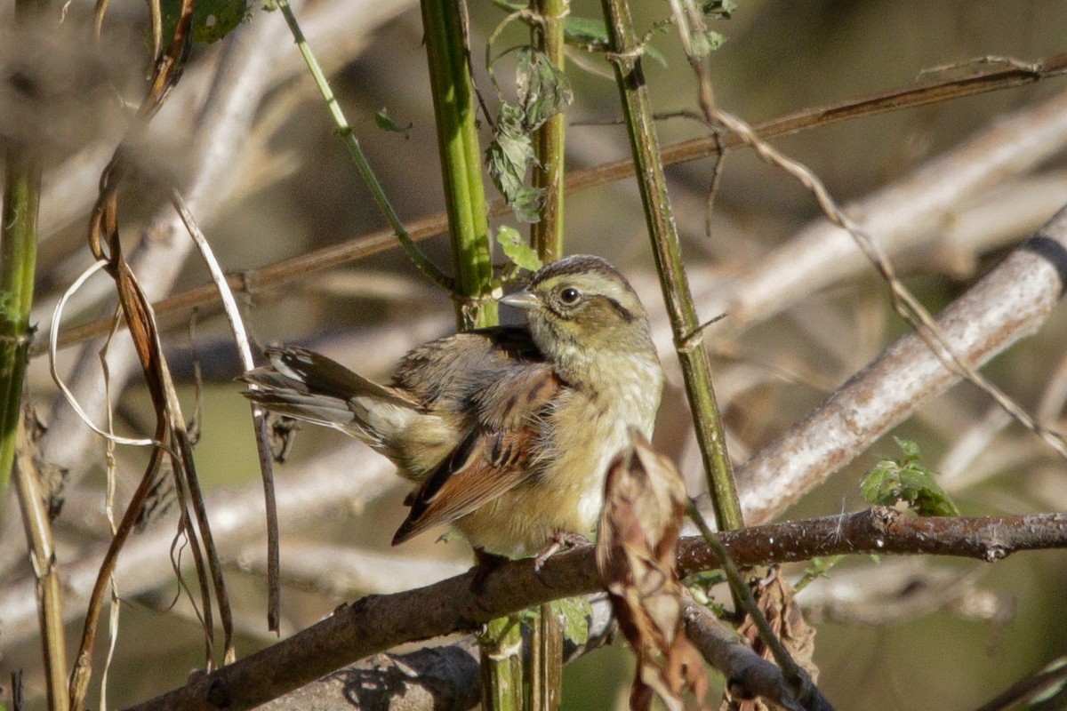 Swamp Sparrow - ML643677192
