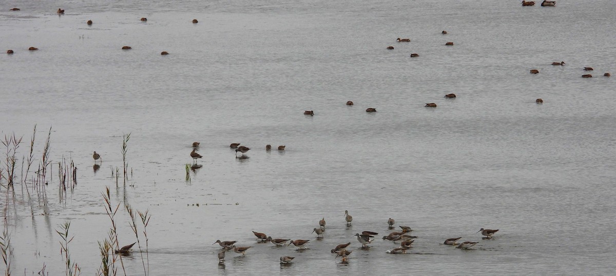 Greater Yellowlegs - ML643677221