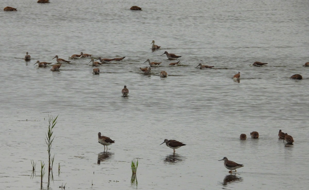 Greater Yellowlegs - ML643677222
