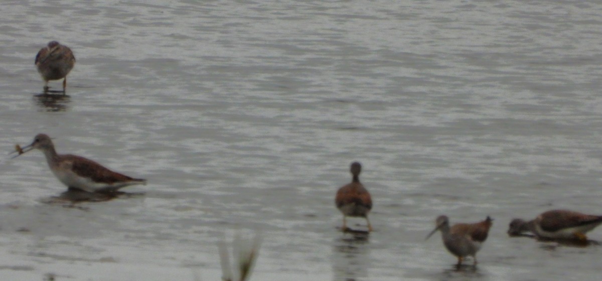 Greater Yellowlegs - ML643677223