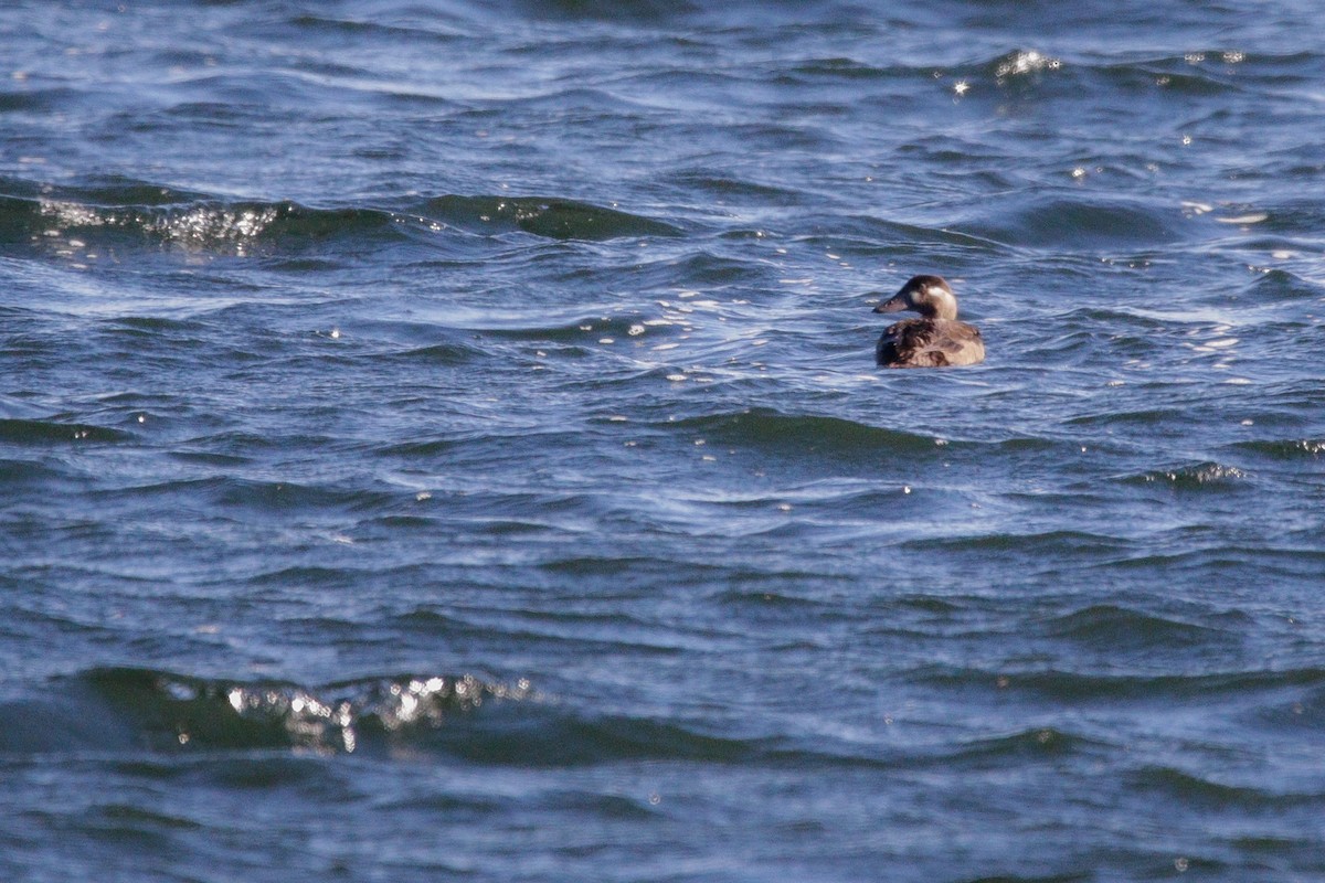 קטיפנית משברים - ML643677249