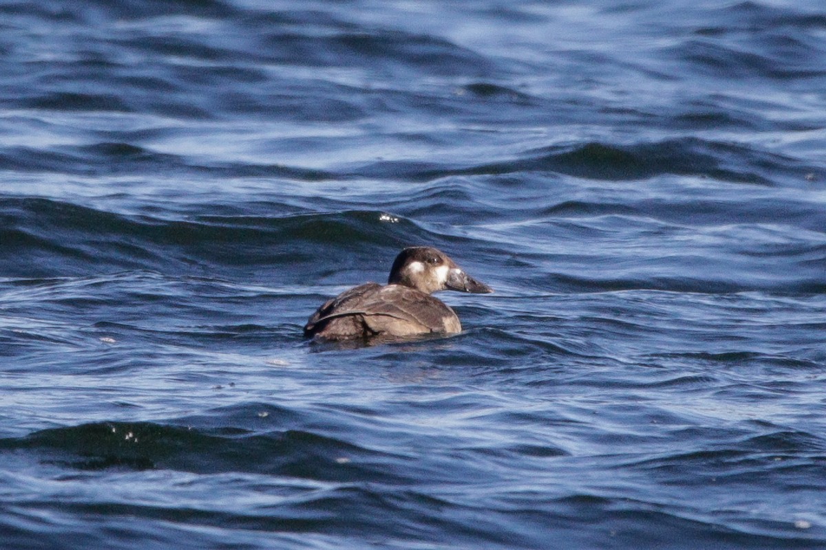 קטיפנית משברים - ML643677250
