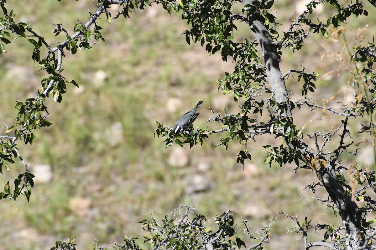 Black-throated Gray Warbler - ML643677272