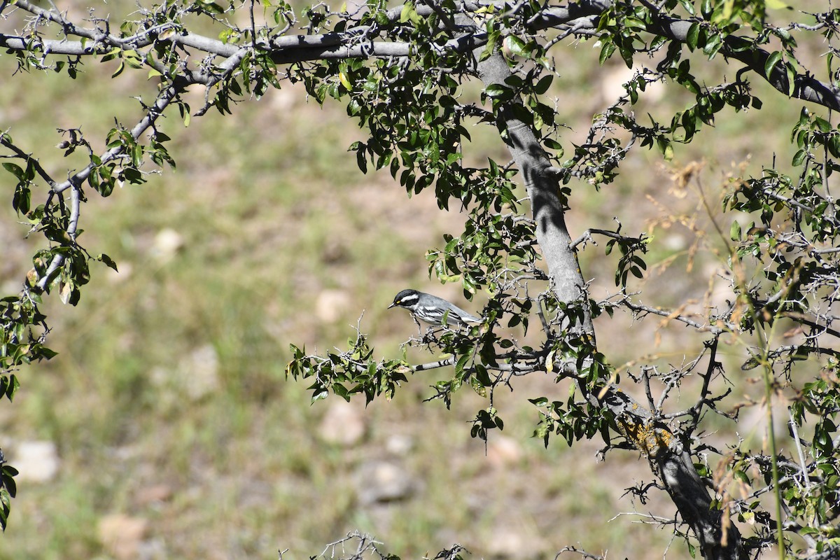 Black-throated Gray Warbler - ML643677273