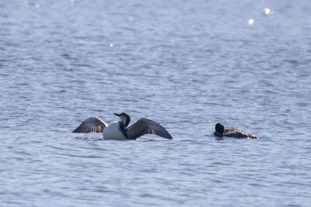 צוללן צפוני - ML643677275