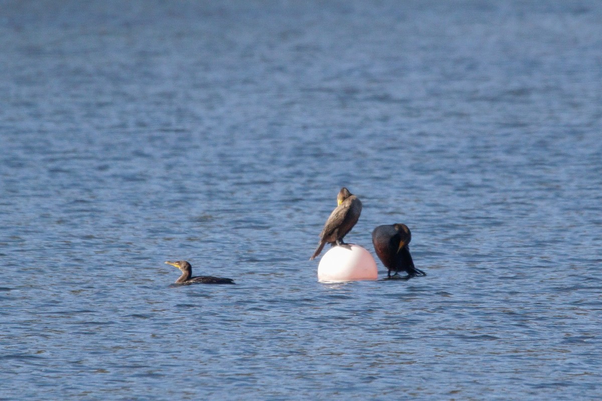 קורמורן אמריקני - ML643677282