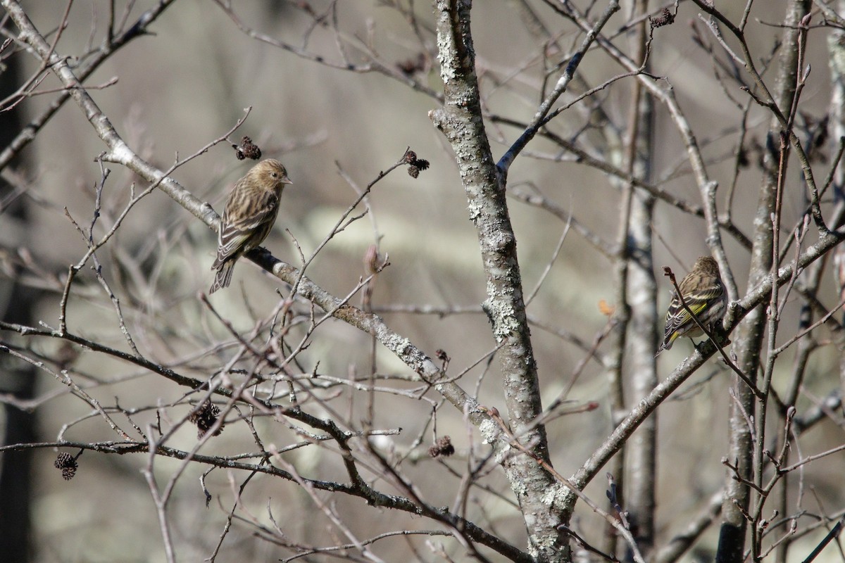 Pine Siskin - ML643677284