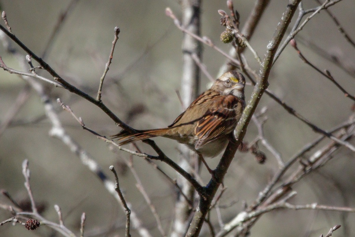 גיבתונית לבנת-גרון - ML643677290