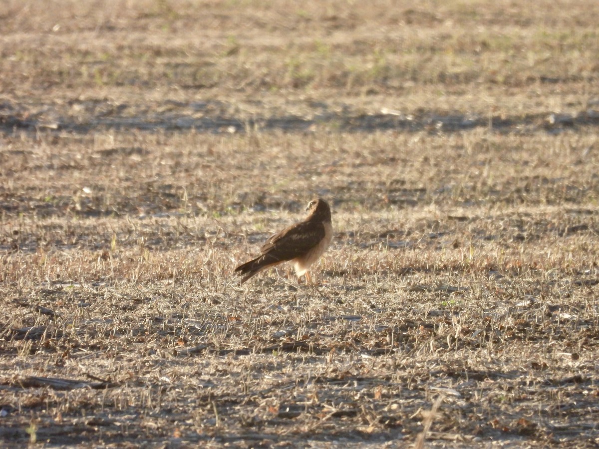 Northern Harrier - ML643677294