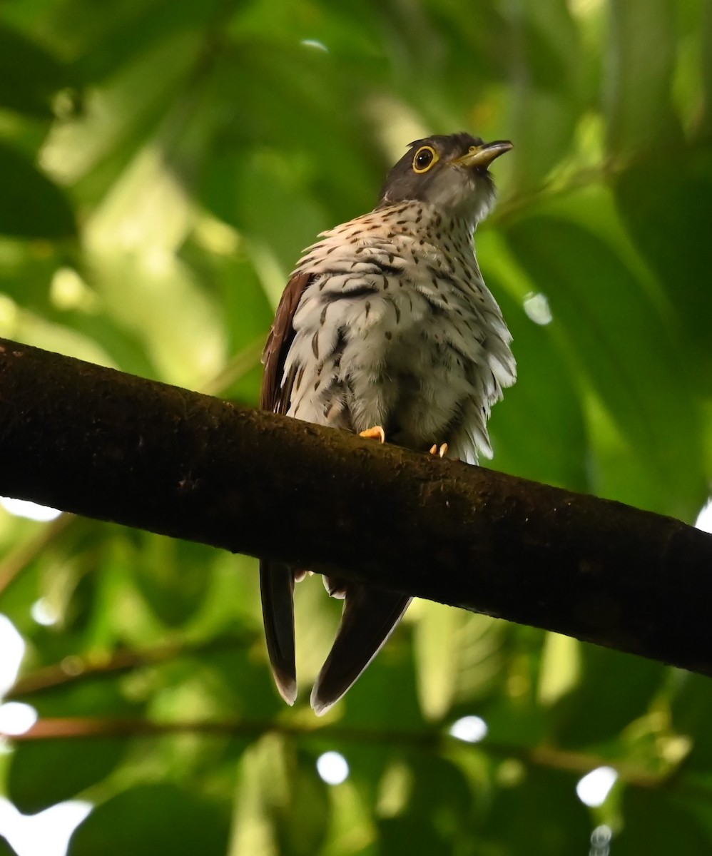 Malaysian Hawk-Cuckoo - ML643677309