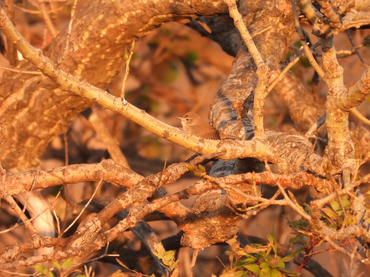 Northern House Wren - ML643677319