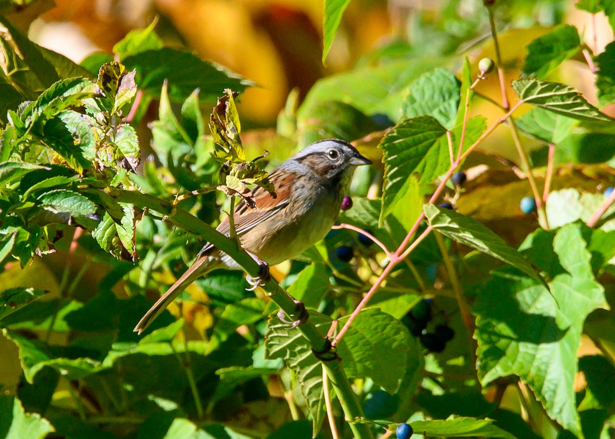 Swamp Sparrow - ML643677323