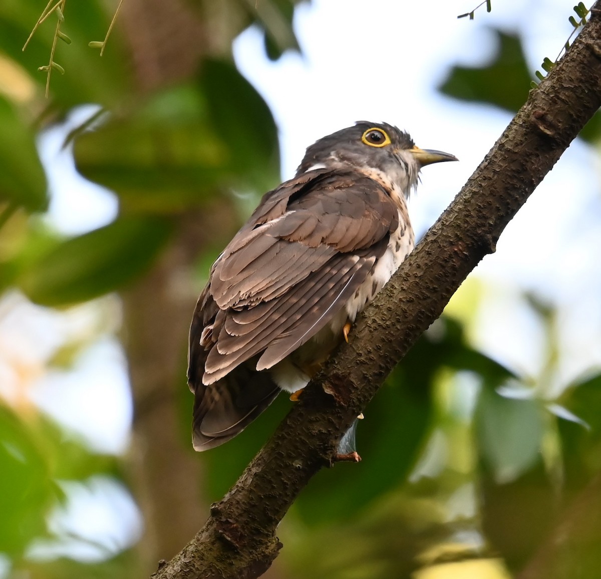 Malaysian Hawk-Cuckoo - ML643677324