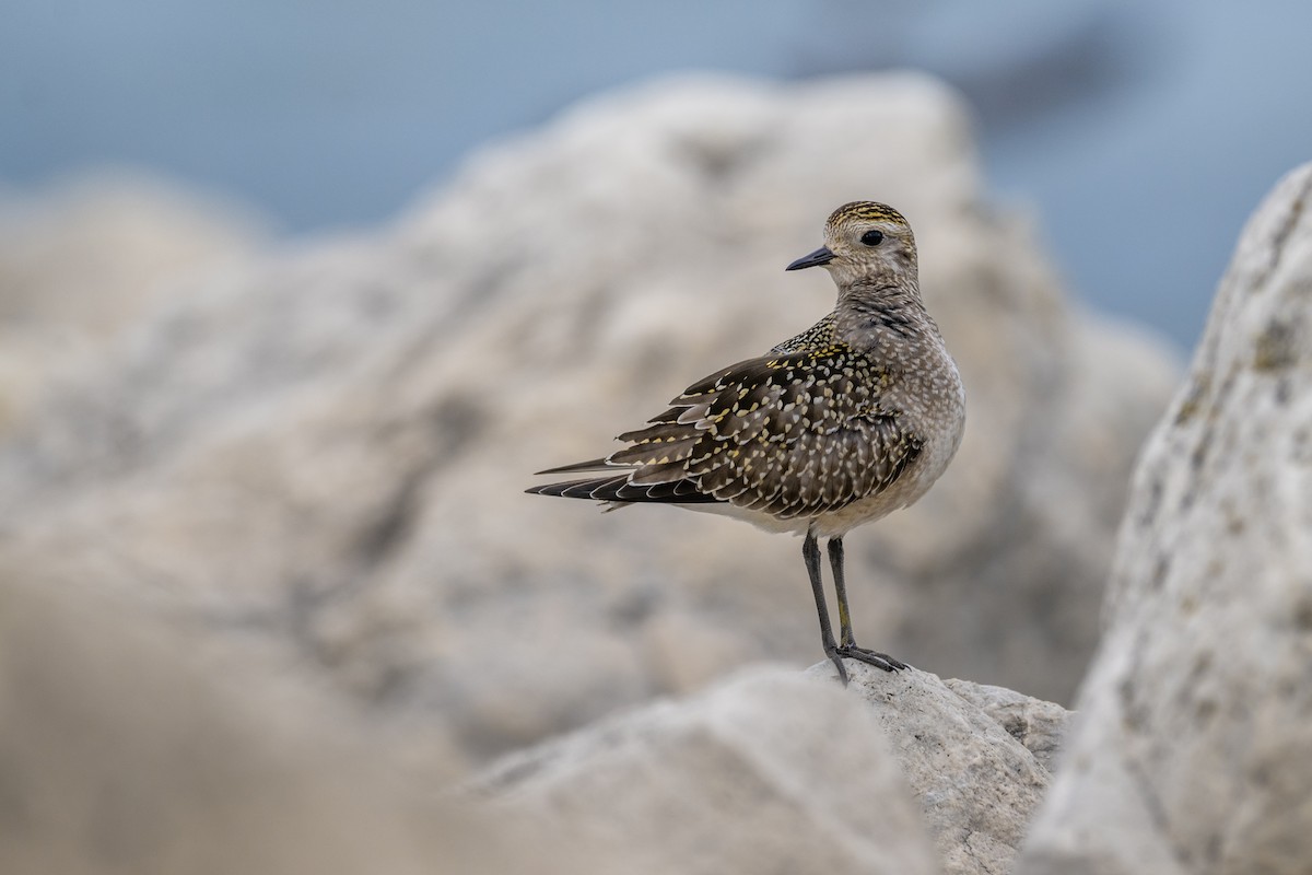 American Golden-Plover - ML643677331