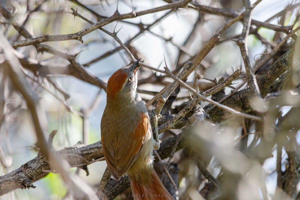 Sooty-fronted Spinetail - ML643677340