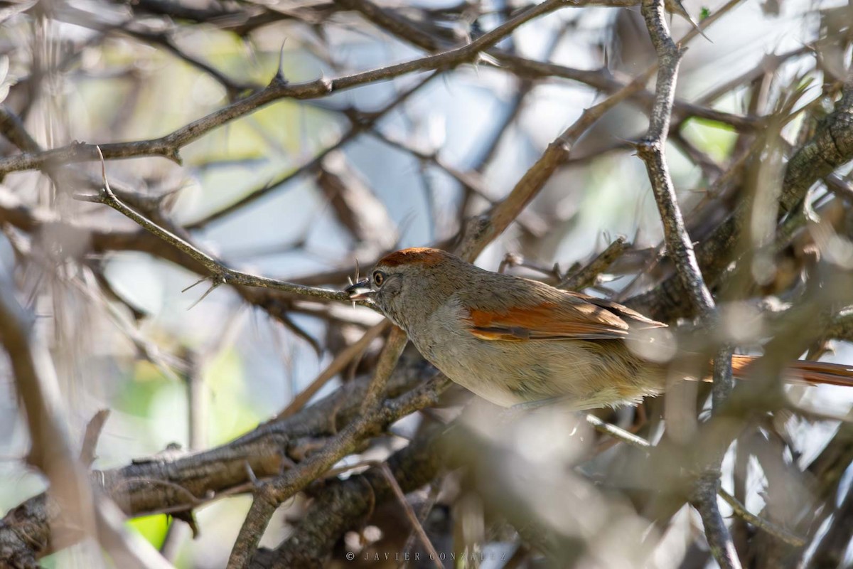 Sooty-fronted Spinetail - ML643677341