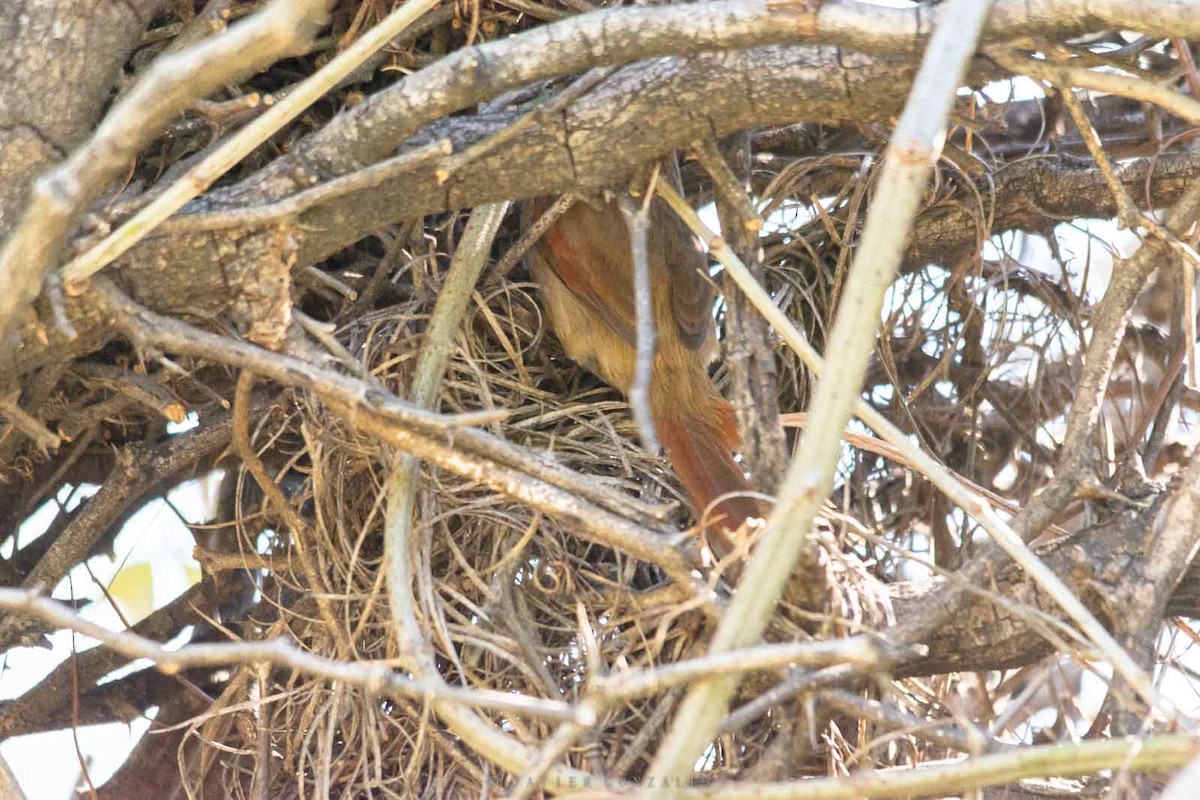 Sooty-fronted Spinetail - ML643677342