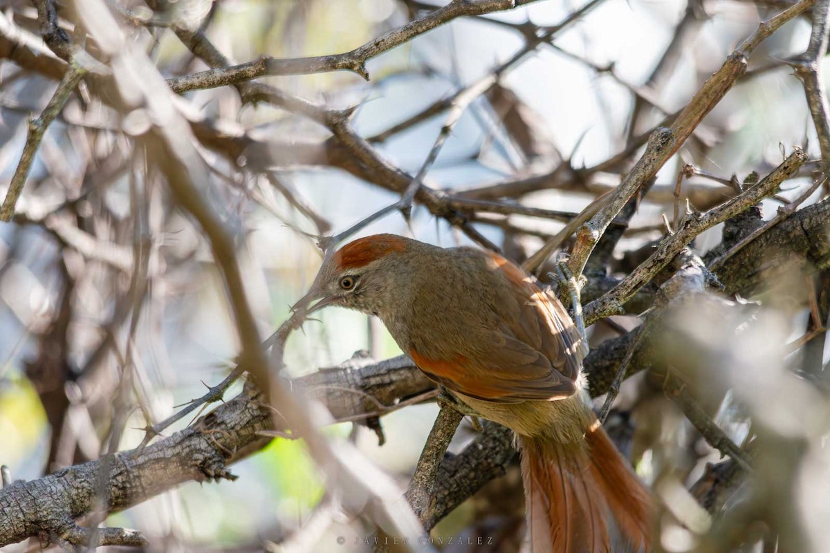 Sooty-fronted Spinetail - ML643677343