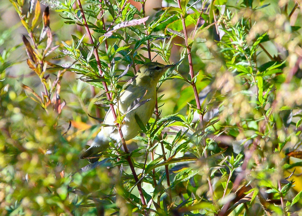 Tennessee Warbler - ML643677350