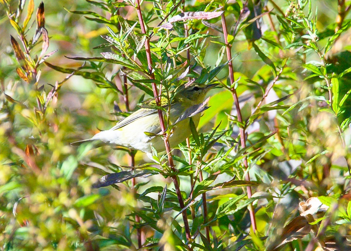 Tennessee Warbler - ML643677351