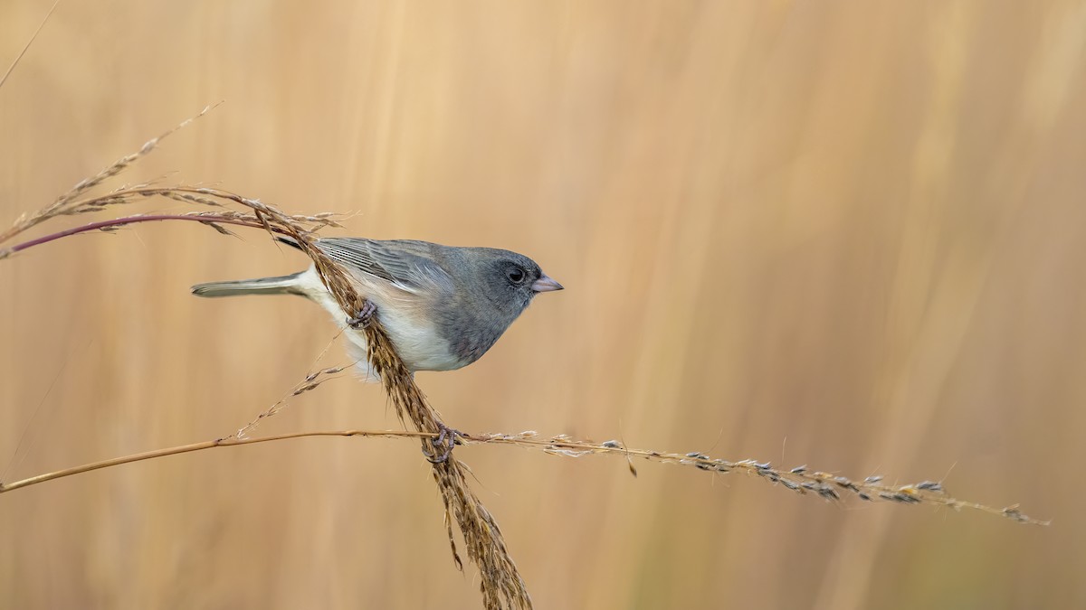 Dark-eyed Junco - ML643677354