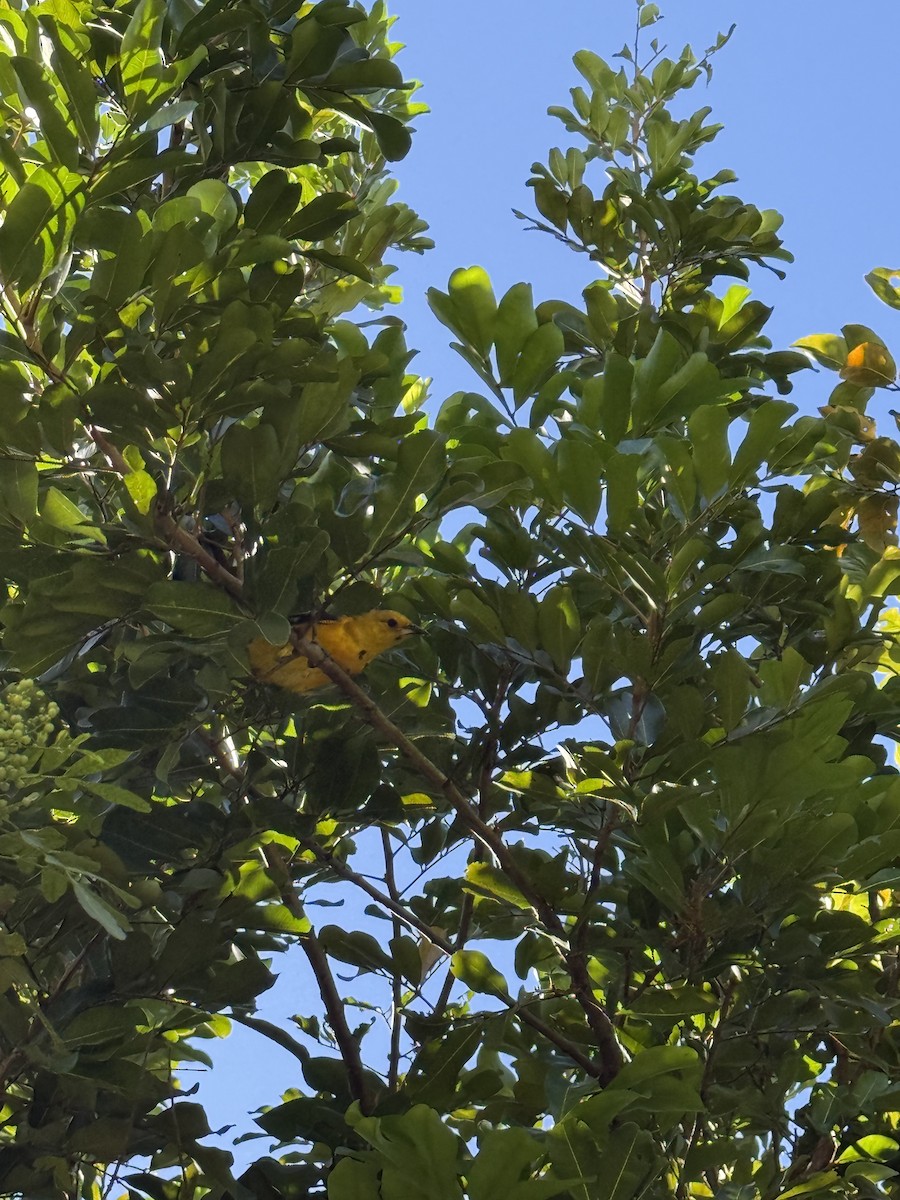 Spot-breasted Oriole - ML643677358