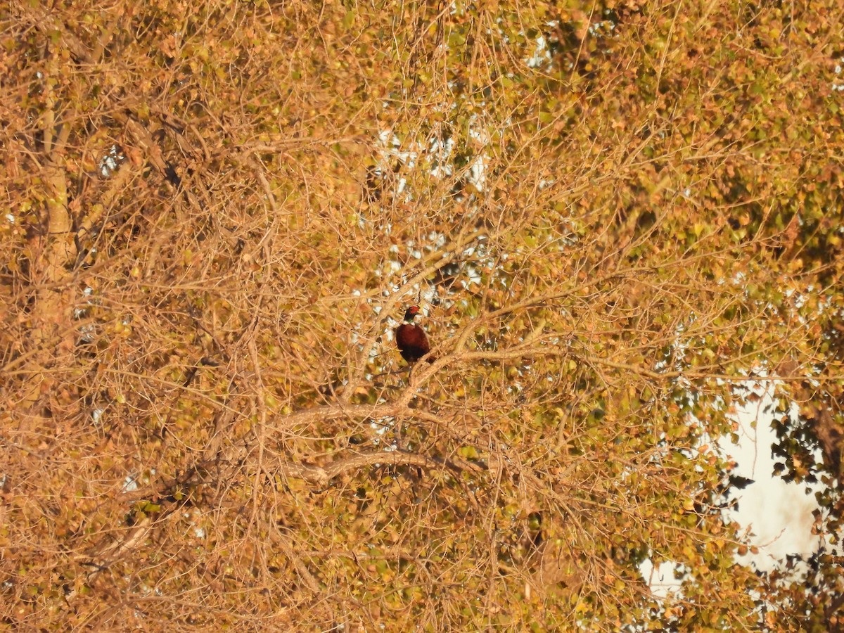 Ring-necked Pheasant - ML643677369