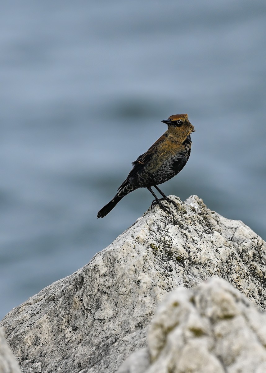 Rusty Blackbird - ML643677371
