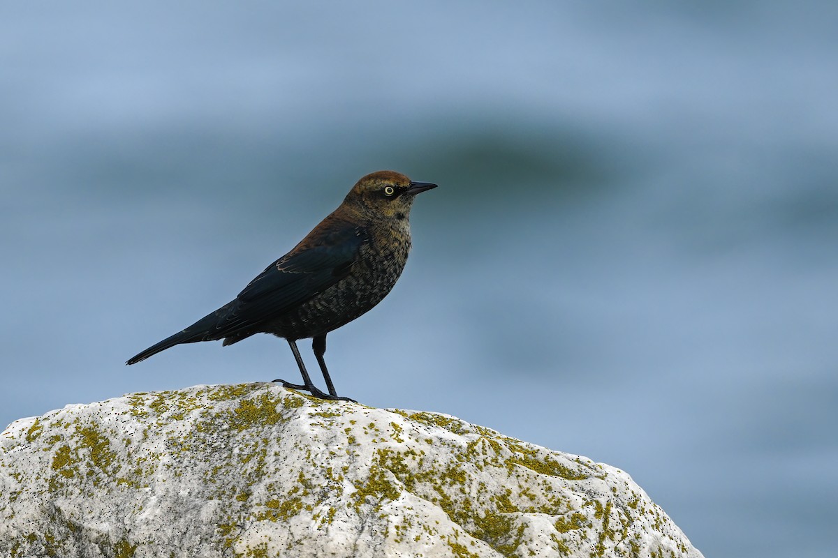 Rusty Blackbird - ML643677372
