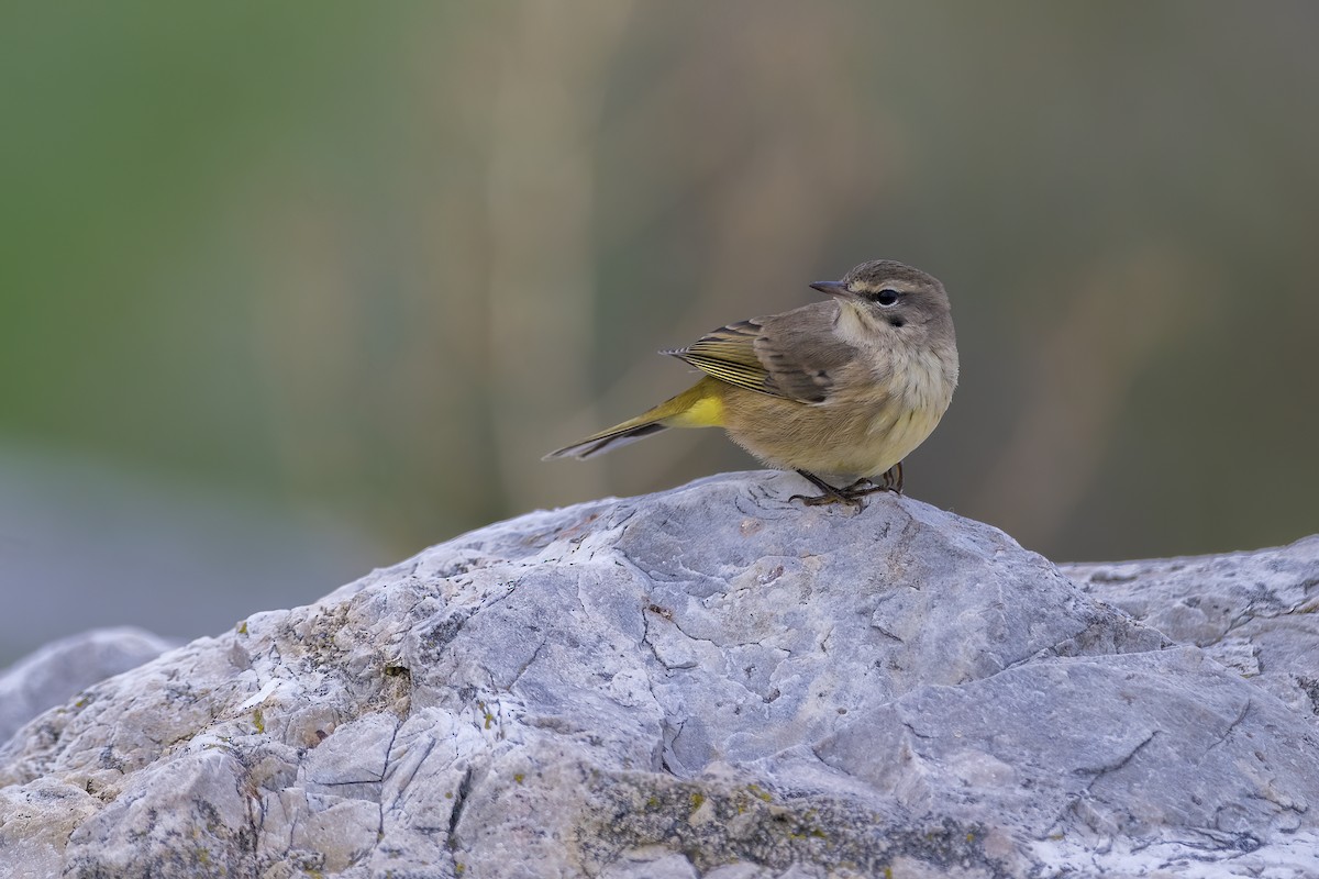 Palm Warbler - ML643677378