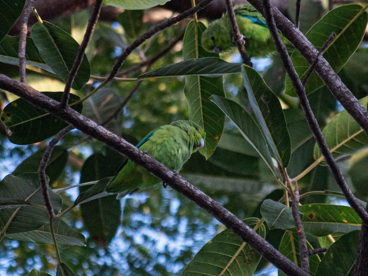 Mexican Parrotlet - ML643677398