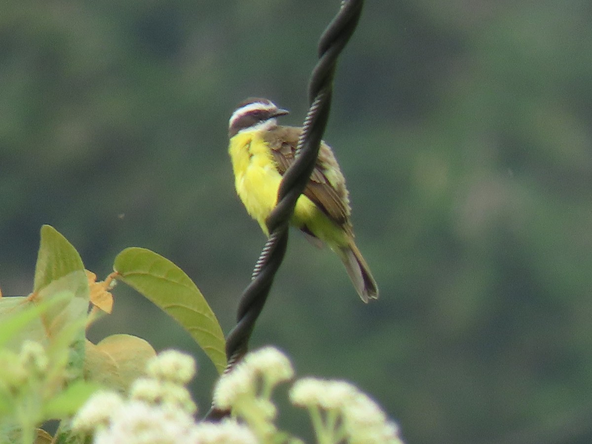 Rusty-margined Flycatcher - ML643677401