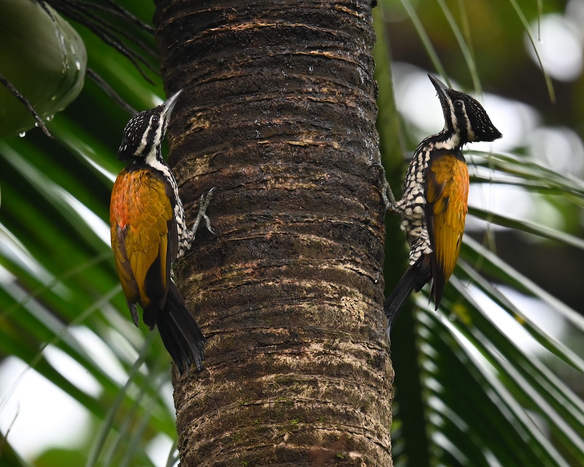 Common Flameback - ML643677421