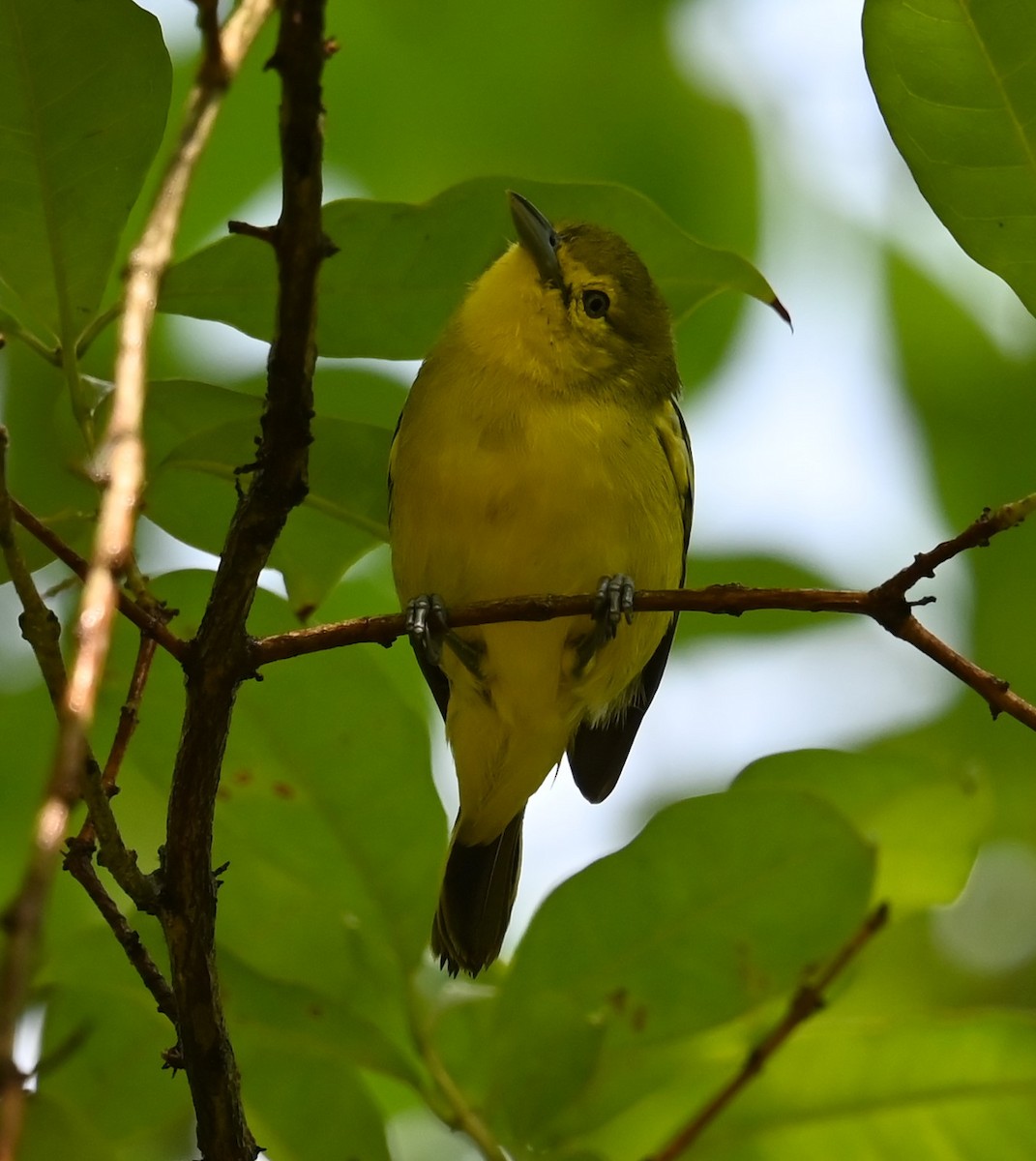 Common Iora - ML643677438
