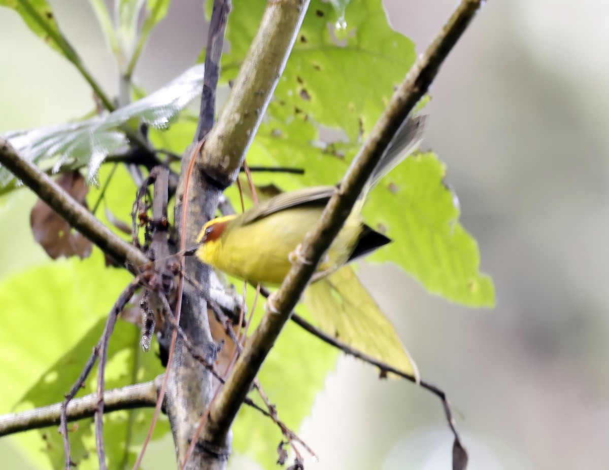 Golden-browed Warbler - ML643677447