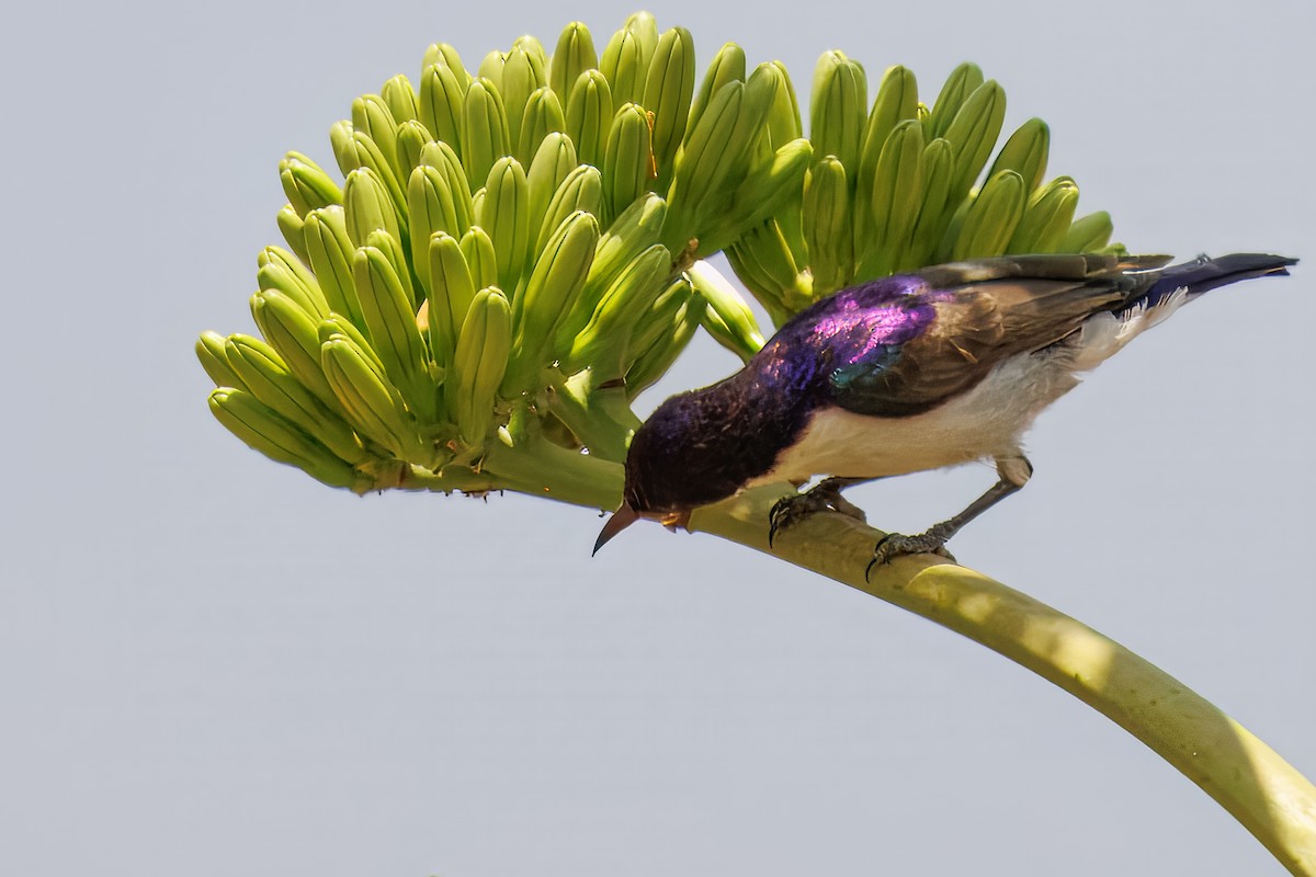 Eastern Violet-backed Sunbird - ML643677450