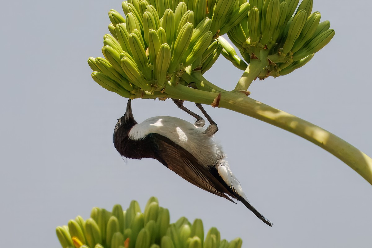 Eastern Violet-backed Sunbird - ML643677451
