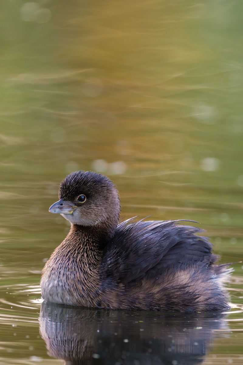 Pied-billed Grebe - ML643677458