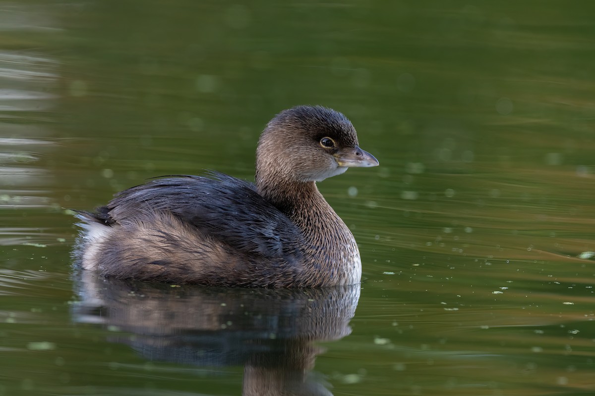 Pied-billed Grebe - ML643677459
